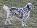 Picture for category English Setter