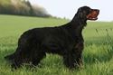 Picture for category Gordon Setter