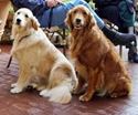 Picture for category Golden Retriver