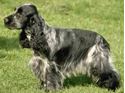 Picture for category English Cocker Spaniel