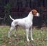 Picture of English Pointer