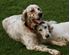 Picture of  English Setter