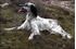 Picture of  English Setter